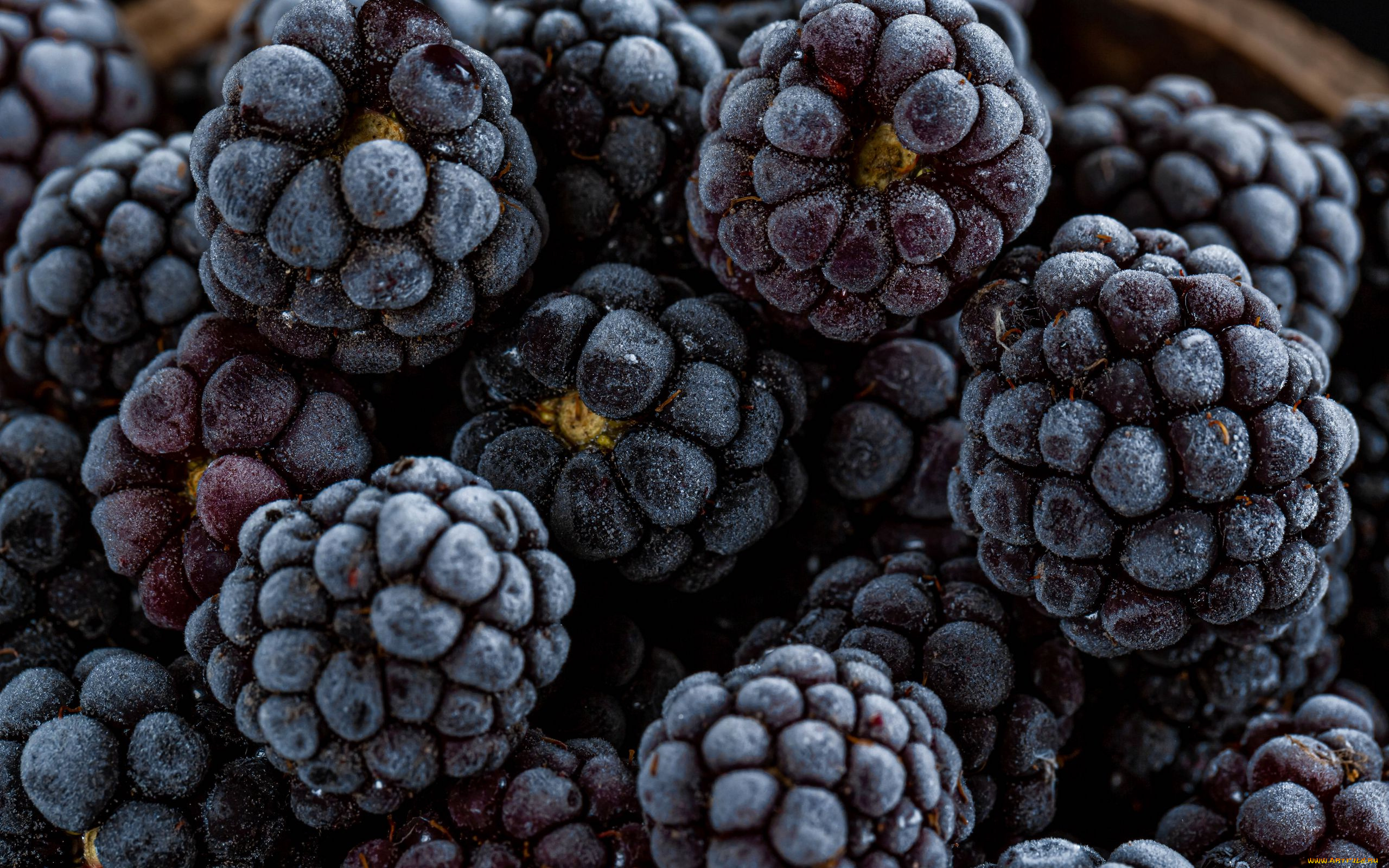 еда, ежевика, ягоды, макро