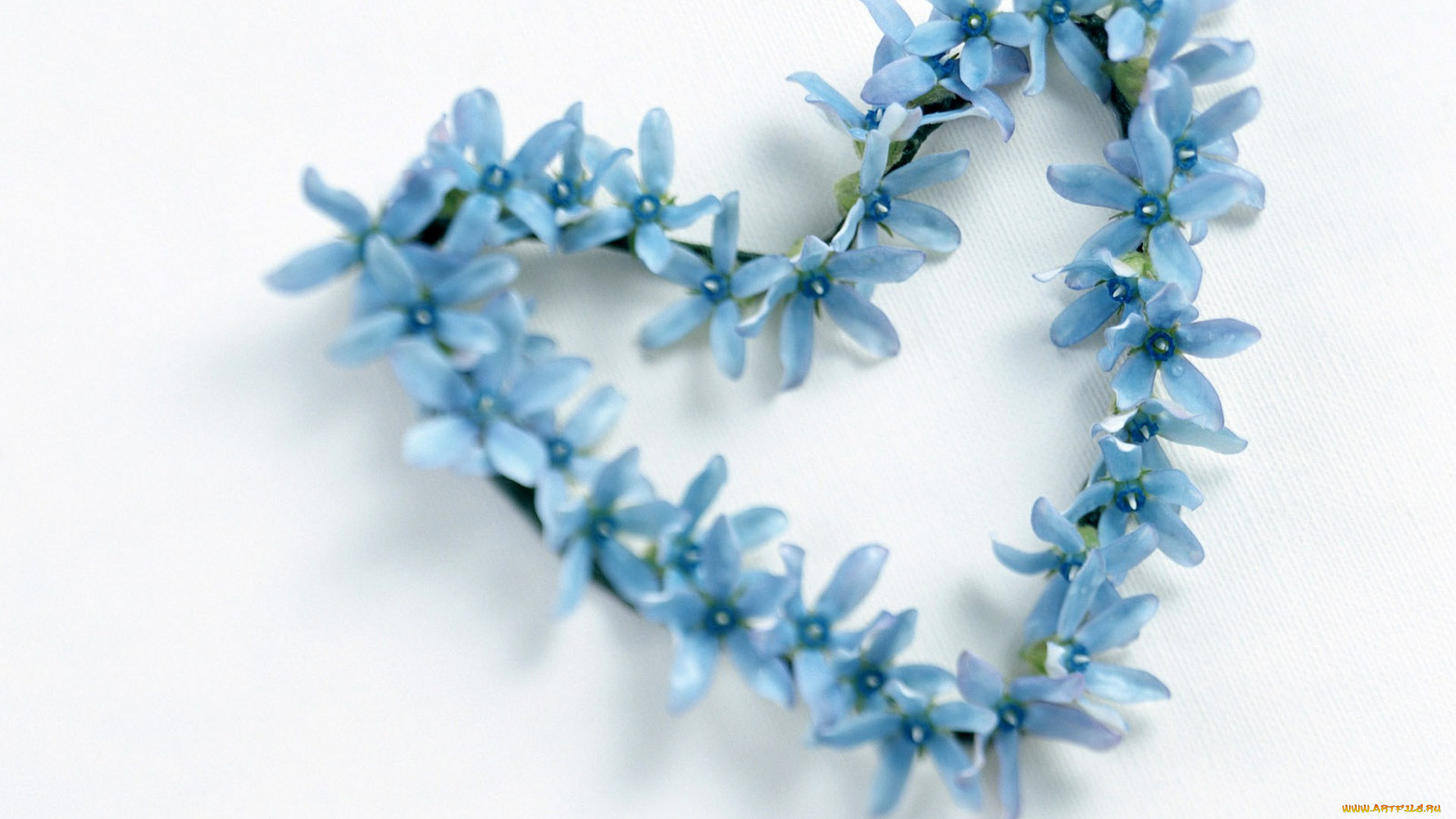 цветы, подснежники, , белоцветники, , пролески, сердечко, голубые