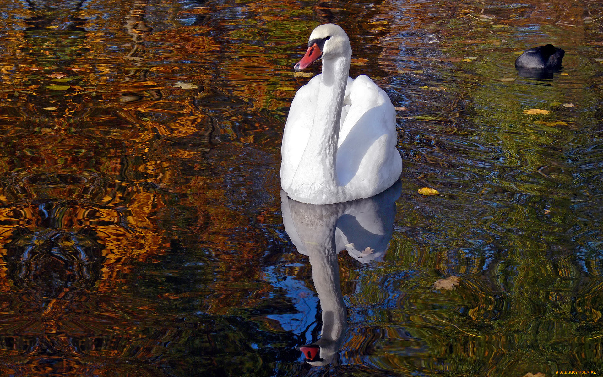 животные, лебеди, лебедь, пруд, осень