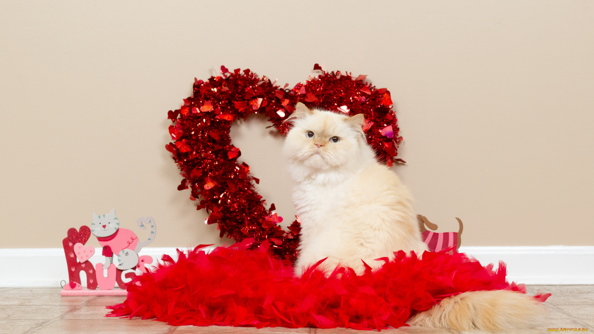 животные, коты, кот, сердечко