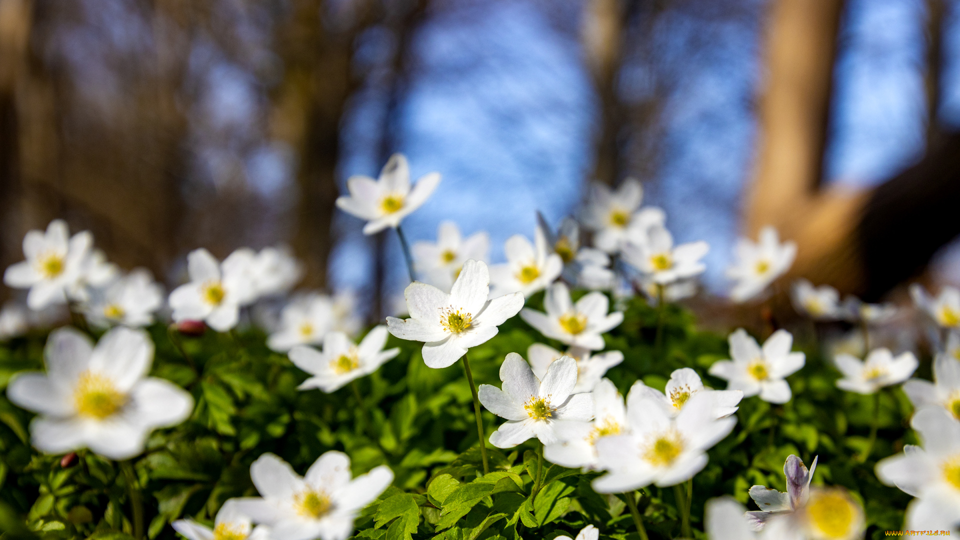 цветы, анемоны, , сон-трава