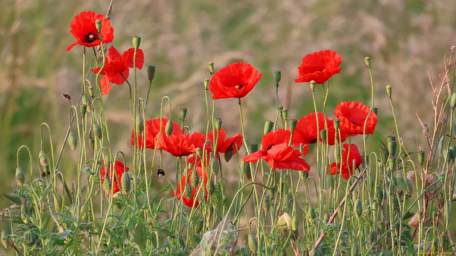 цветы, маки