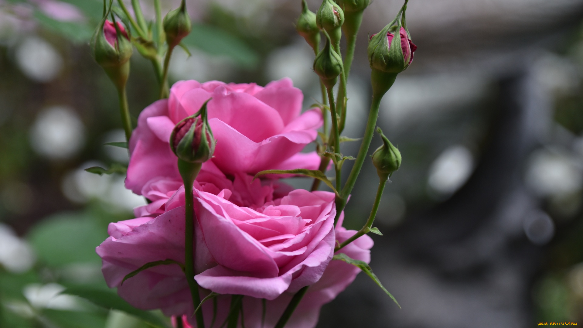 цветы, розы, розовые, бутоны