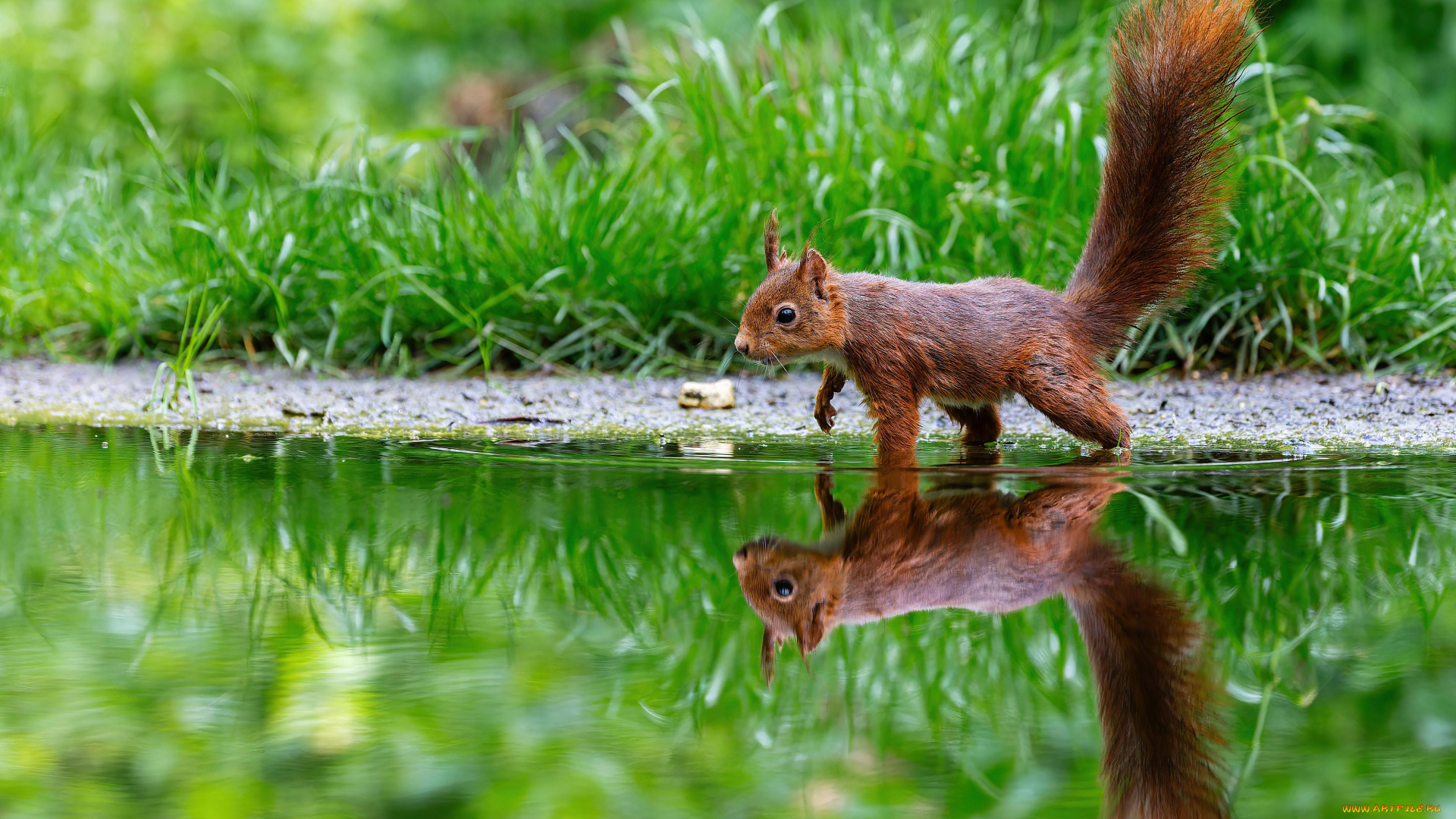 животные, белки, белка