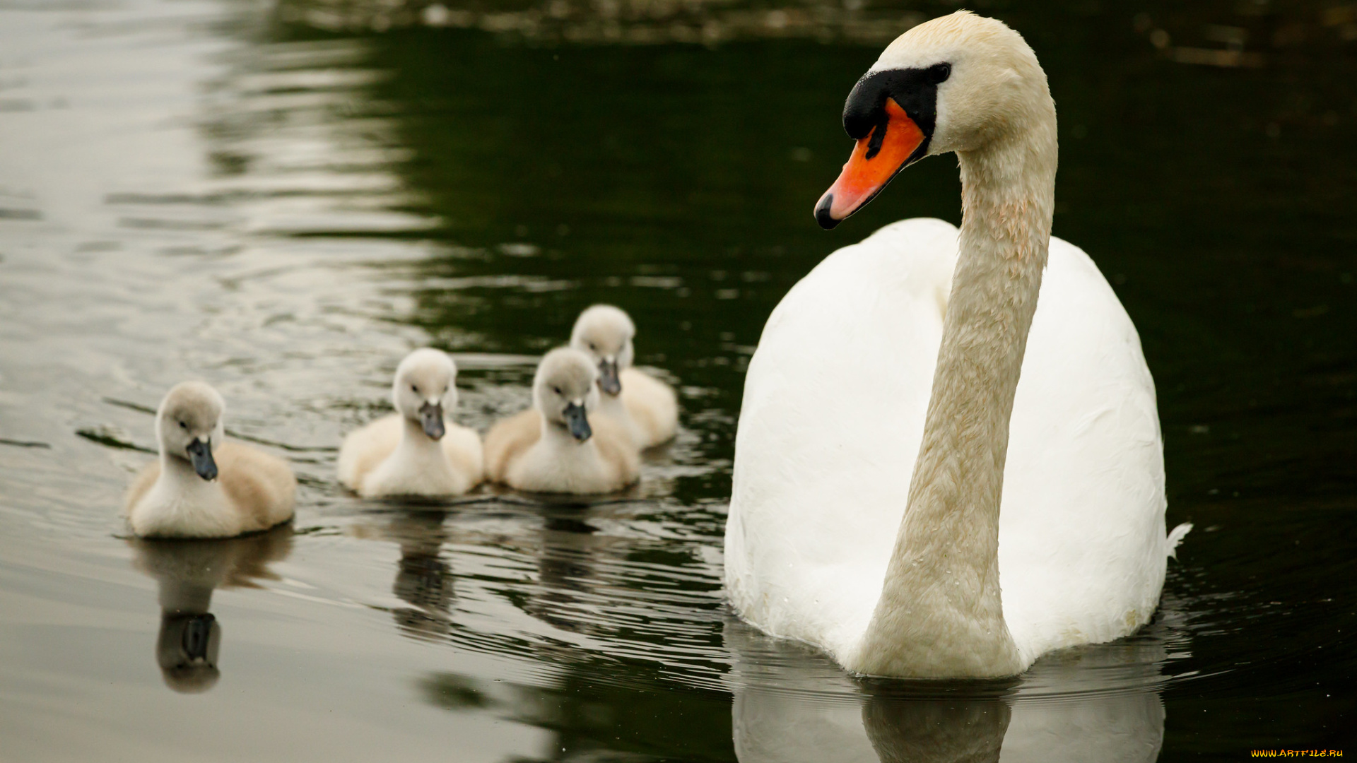 животные, лебеди, лебедь