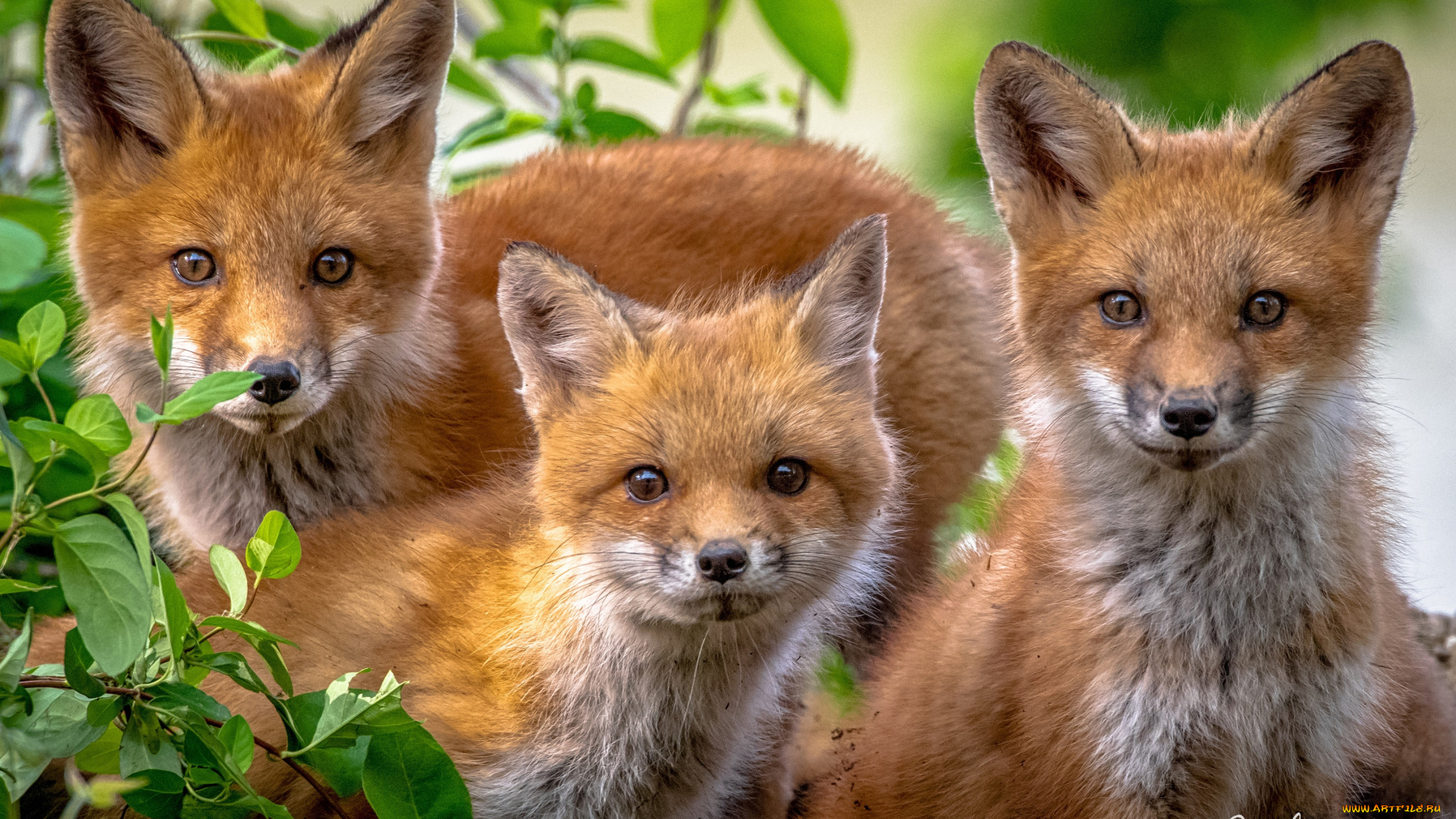 животные, лисы, лисята