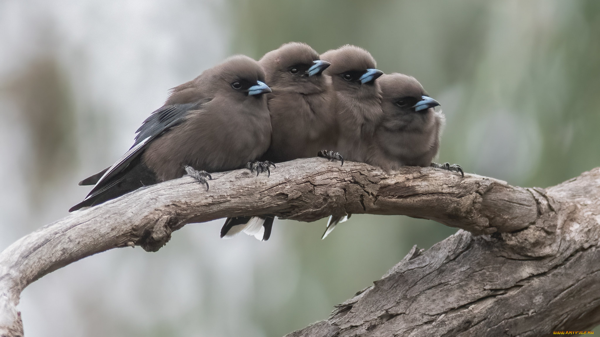 животные, птицы