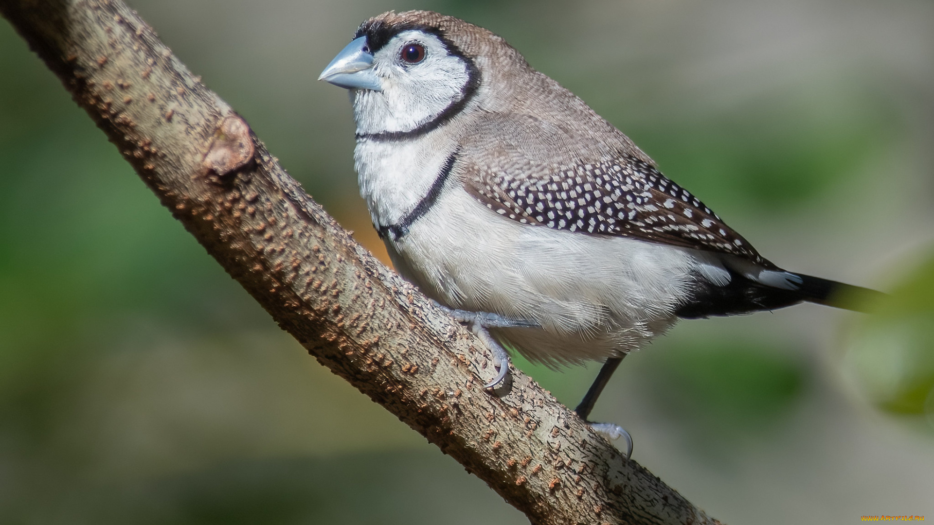 животные, птицы, птица