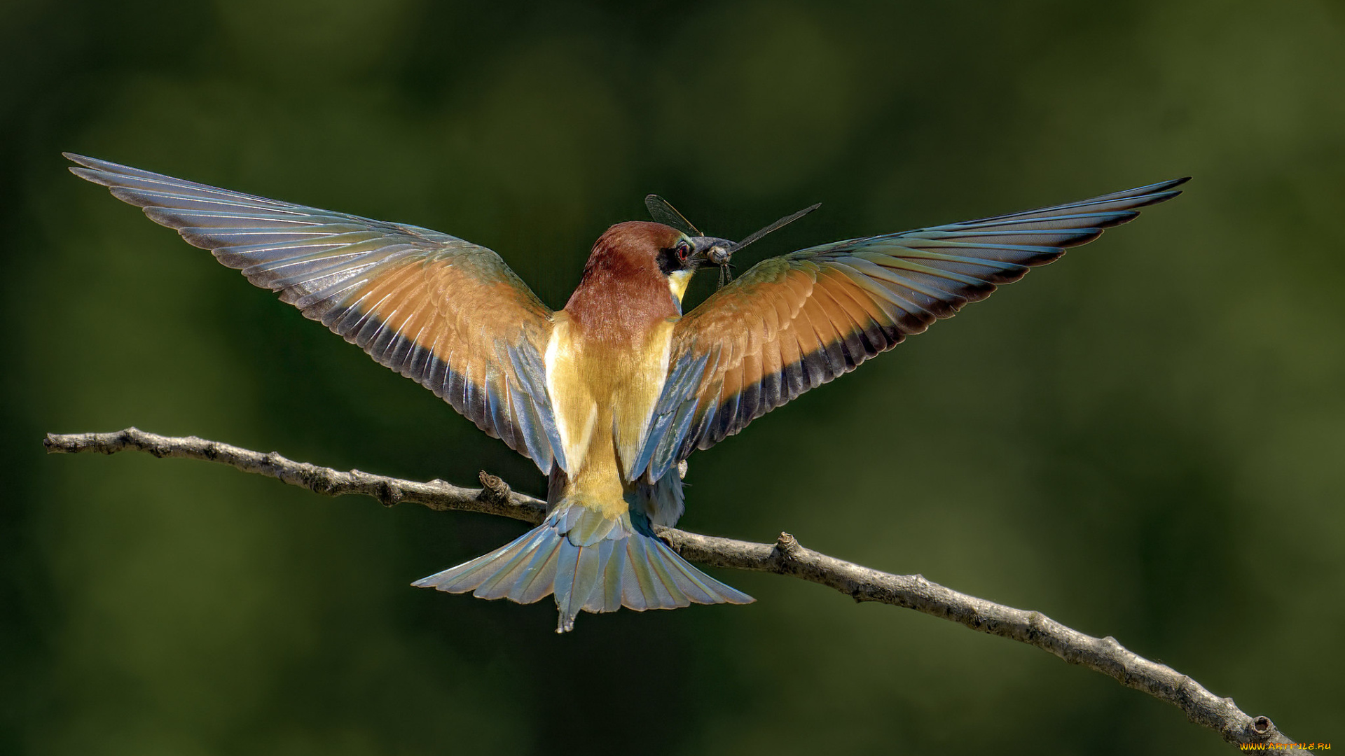 животные, щурки, , пчелоеды, птица