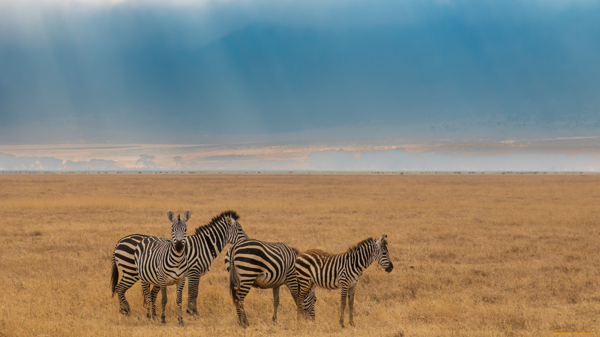 животные, зебры, полосатые, природа, пейзаж