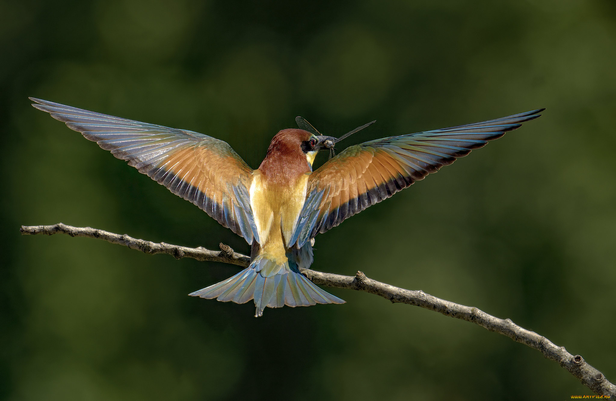 животные, щурки, , пчелоеды, птица