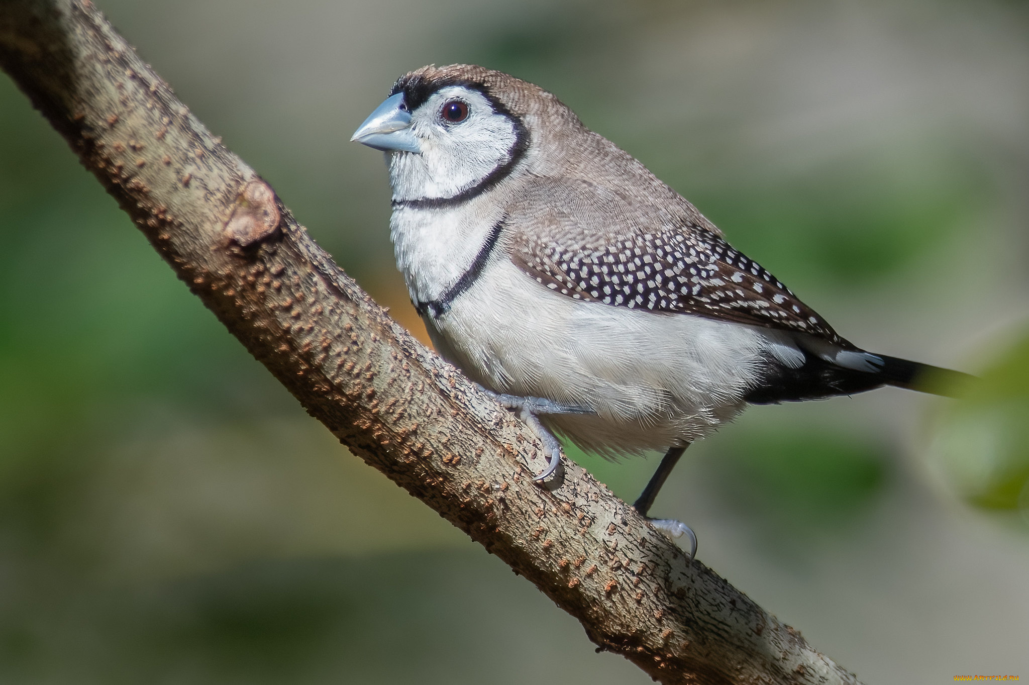 животные, птицы, птица