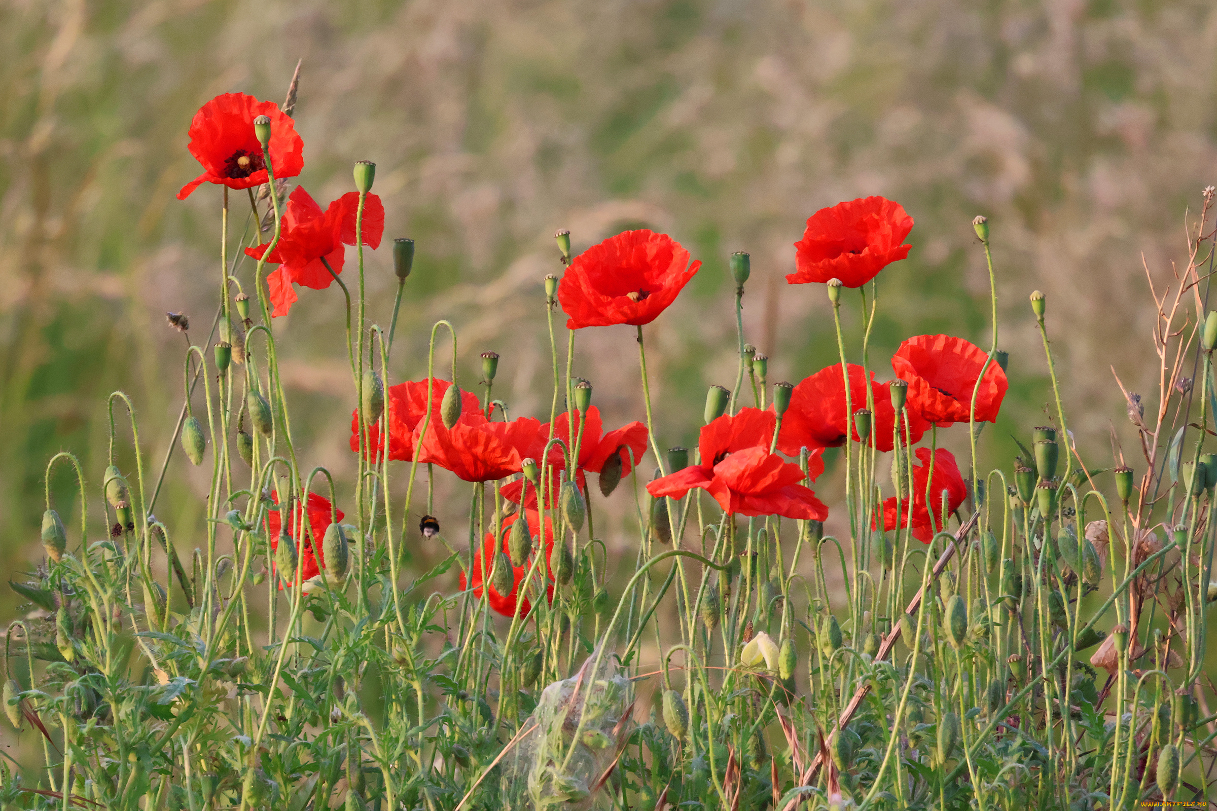 цветы, маки