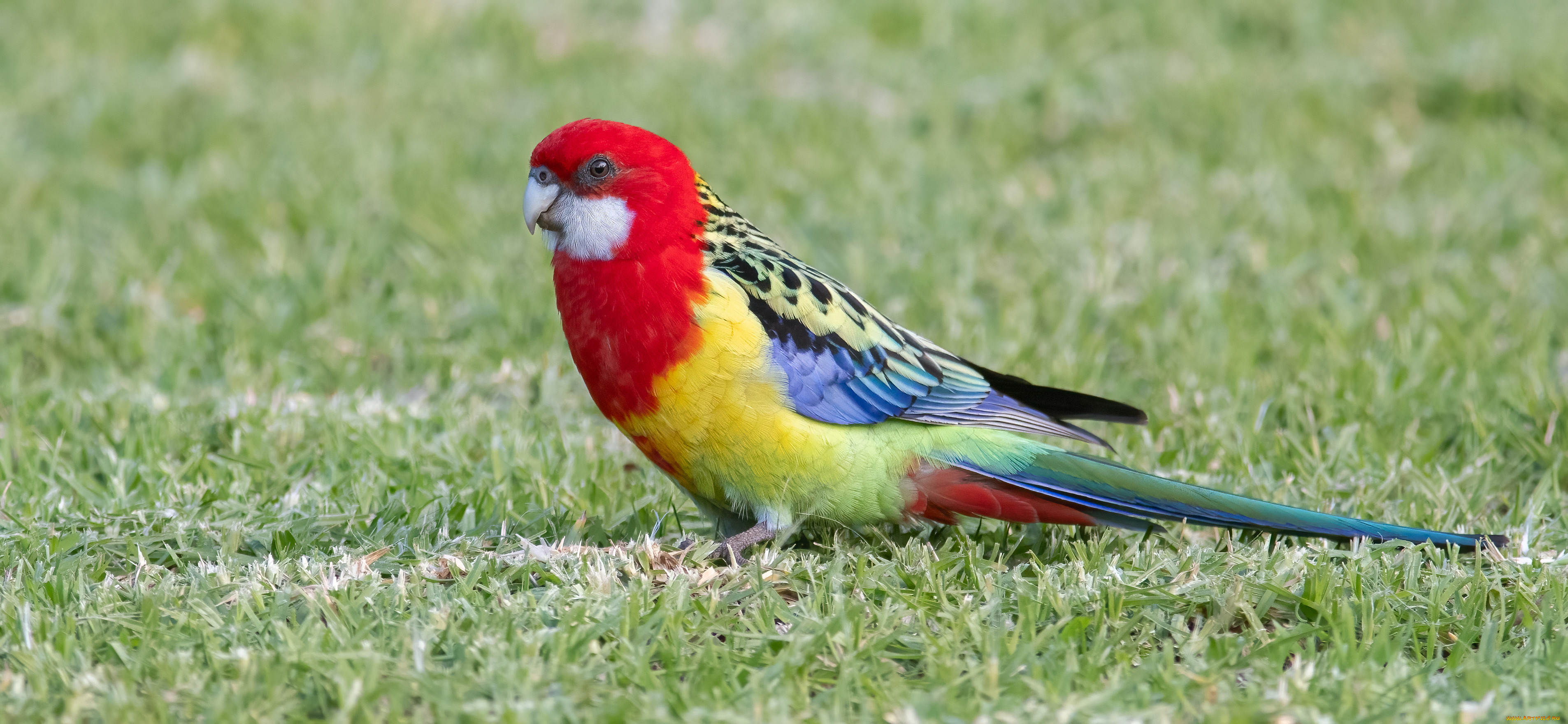 животные, попугаи, попугай