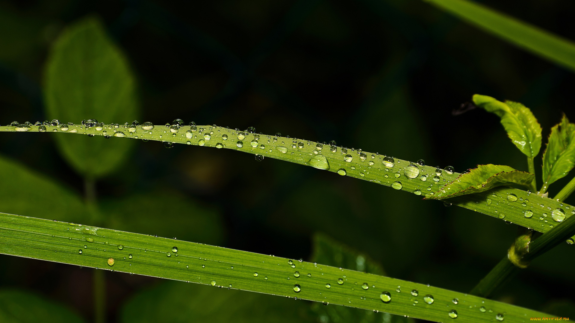 природа, макро, капли