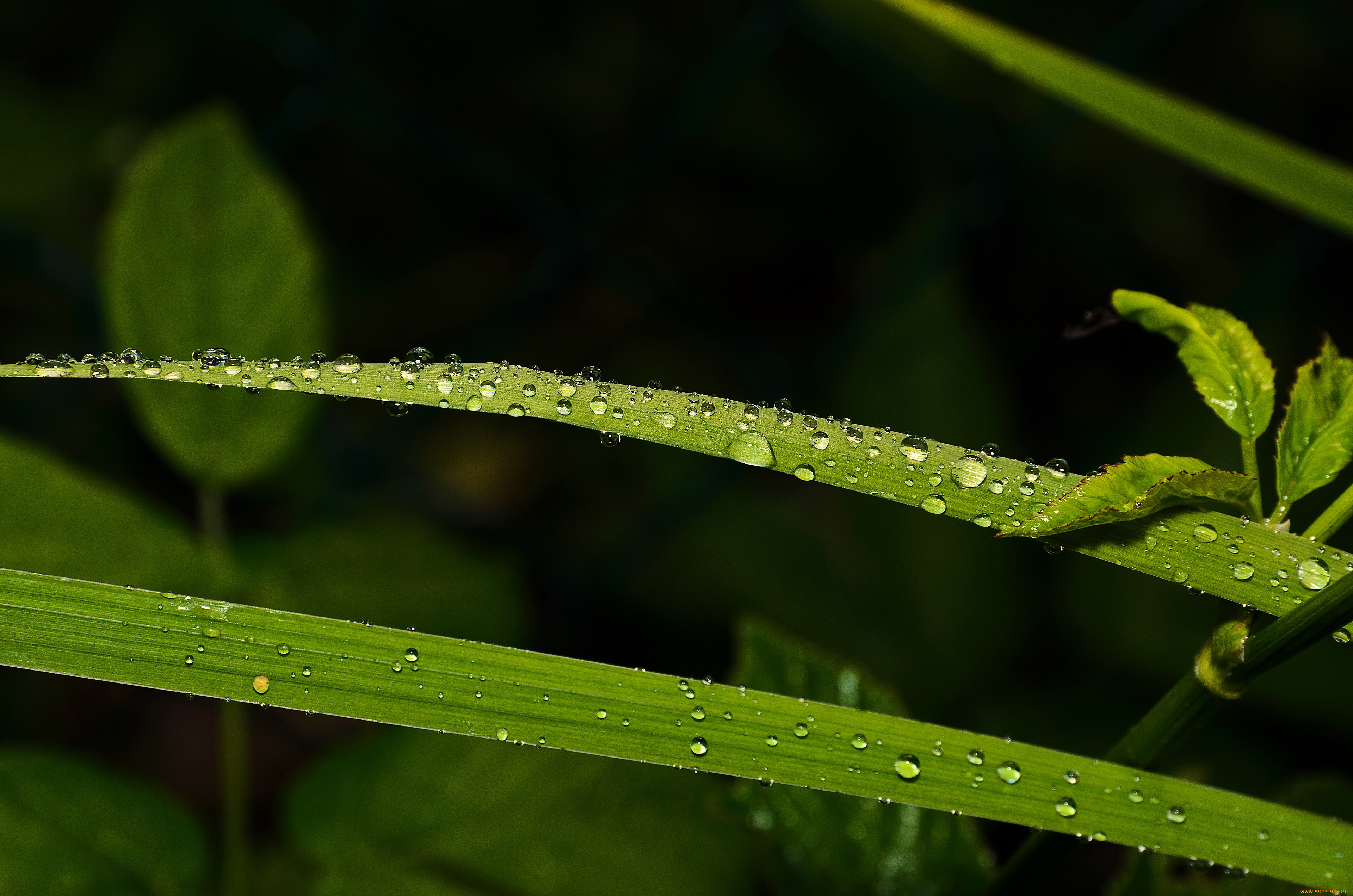 природа, макро, капли