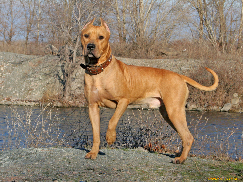 животные, собаки