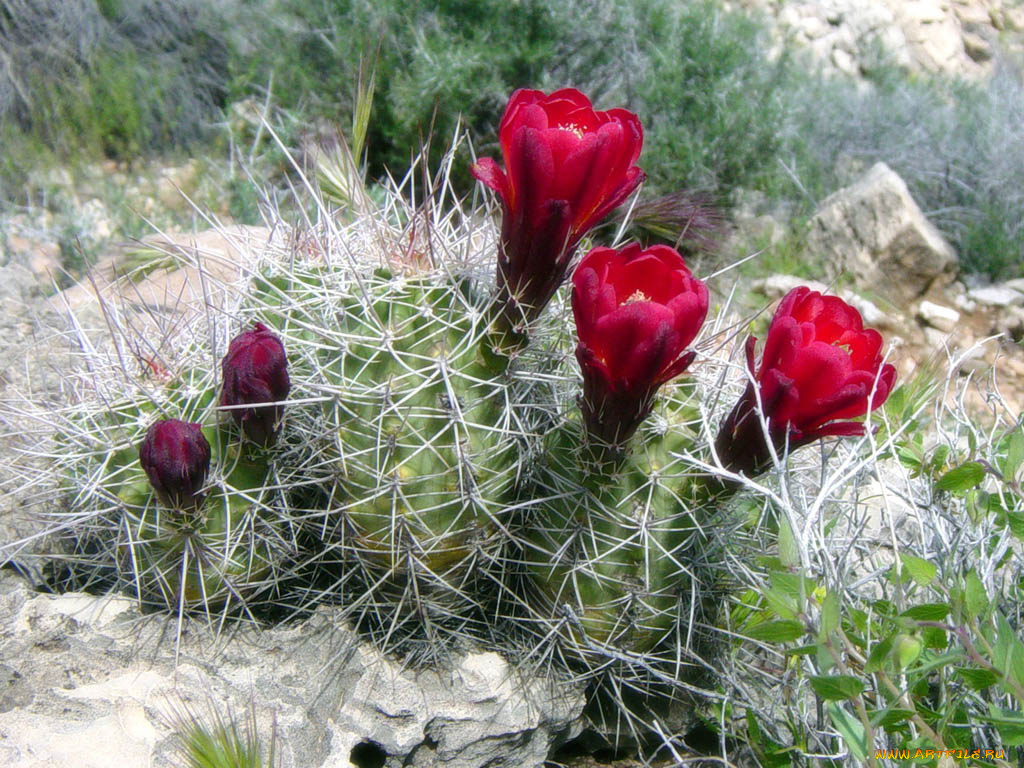 цветы, кактусы