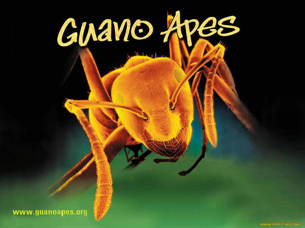музыка, guano, apes