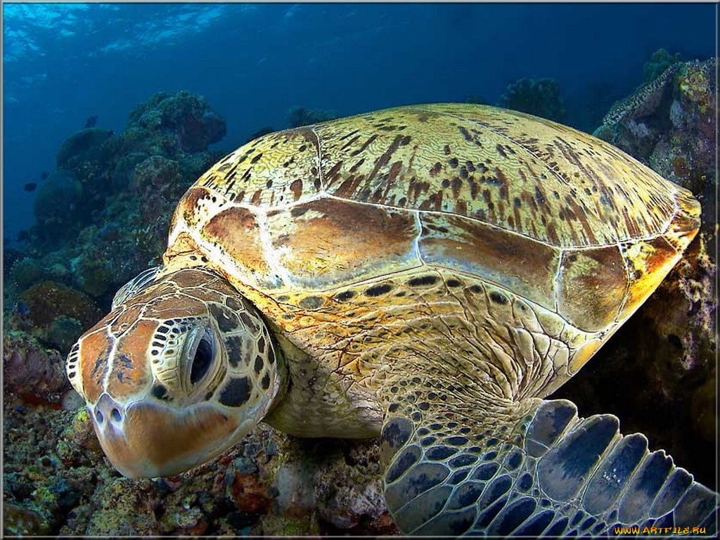 животные, Черепахи