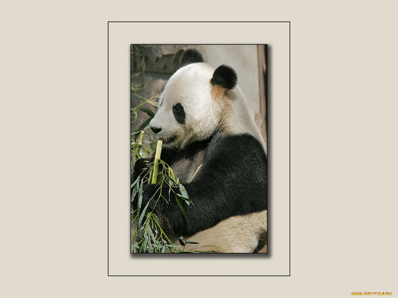 животные, панды