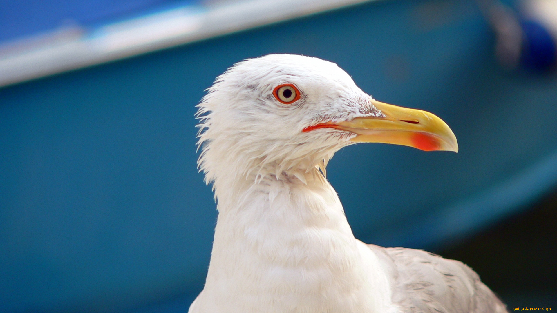 животные, Чайки, бакланы, крачки