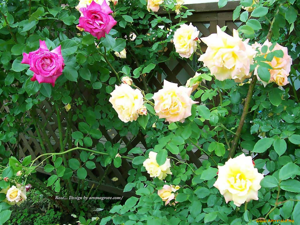 цветы, розы