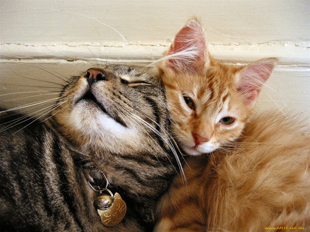 животные, коты