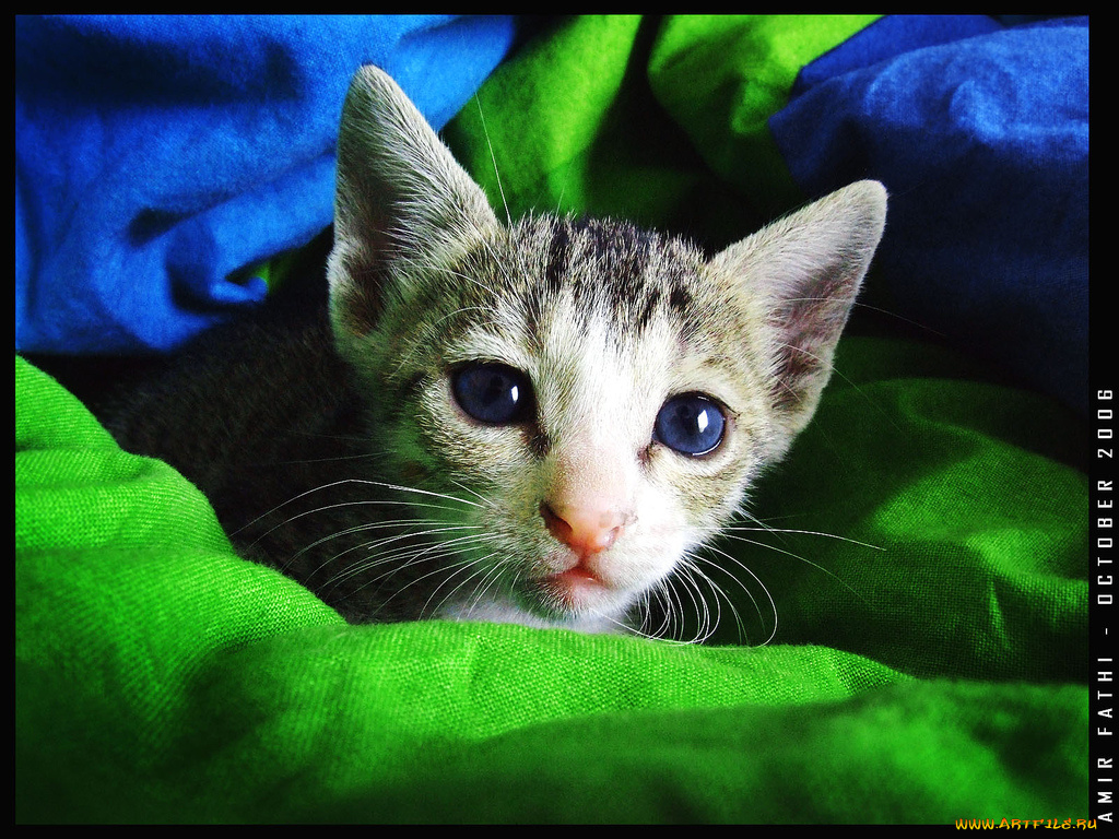 животные, коты