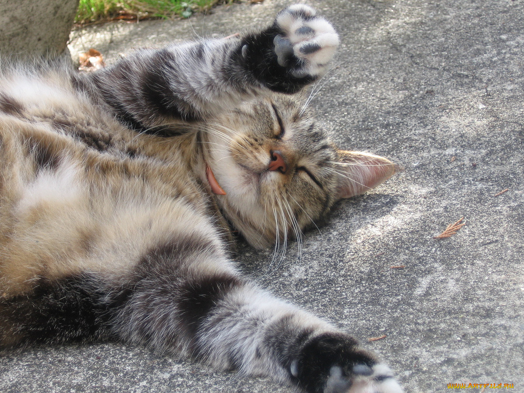 животные, коты