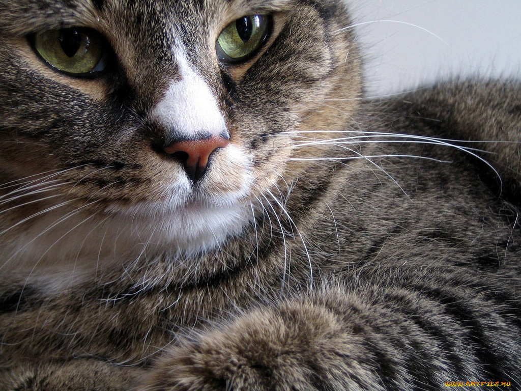 животные, коты