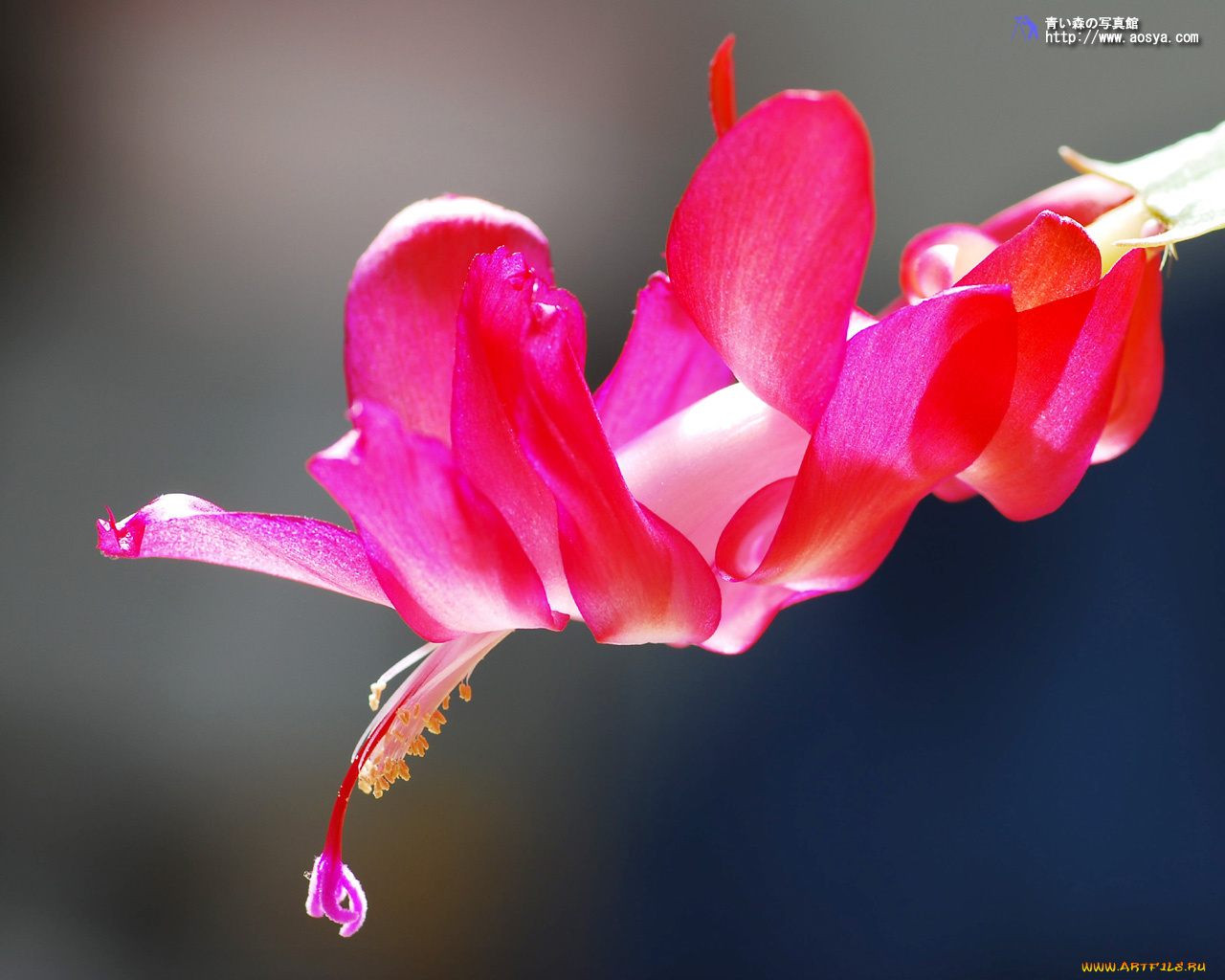 цветы, кактусы