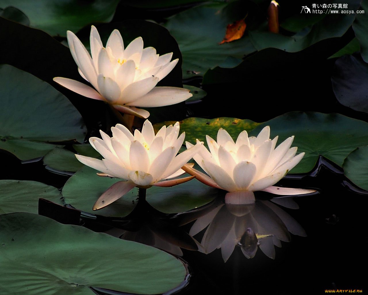 цветы, лилии, водяные, нимфеи, кувшинки