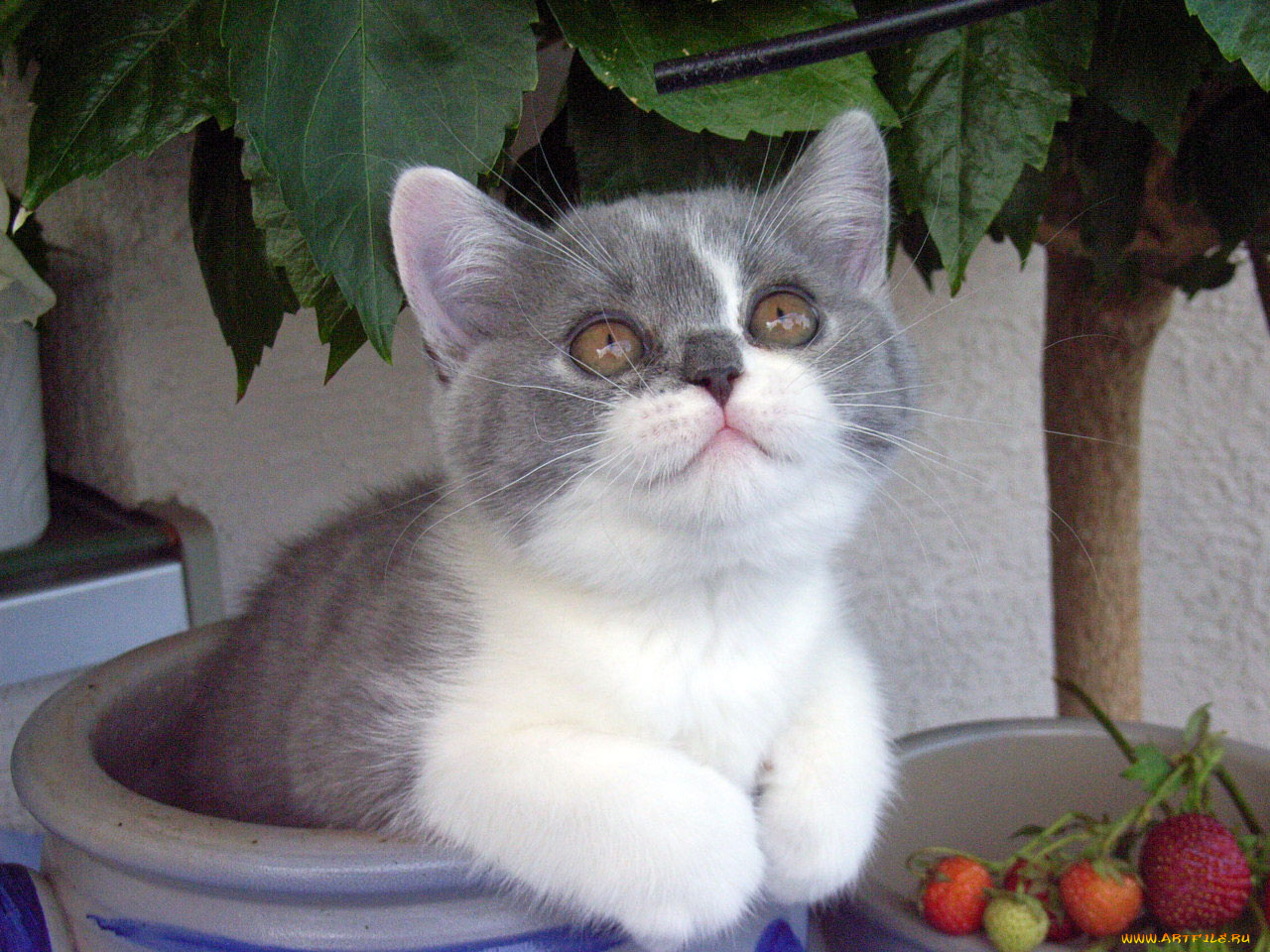 животные, коты