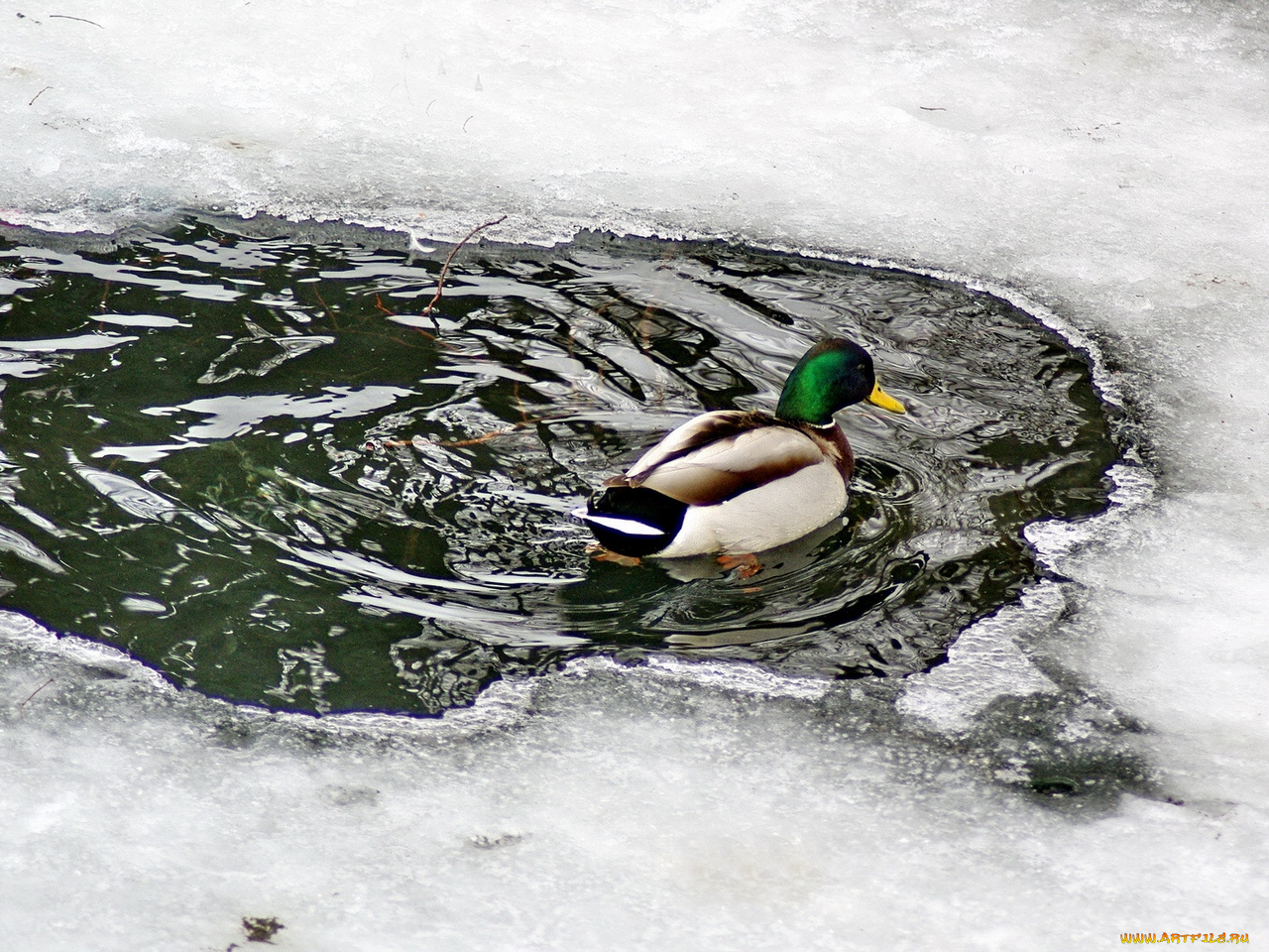 животные, утки