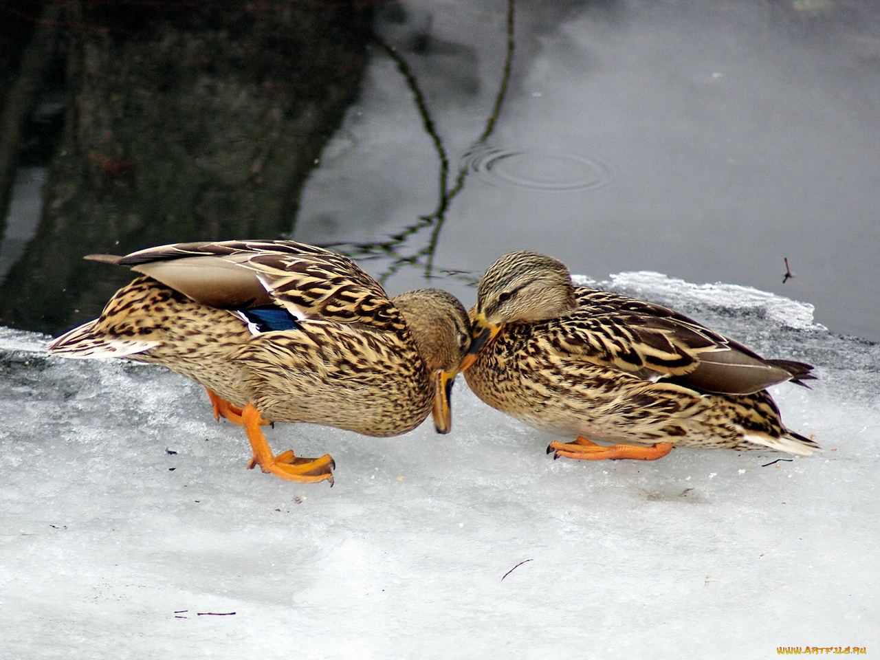 животные, утки