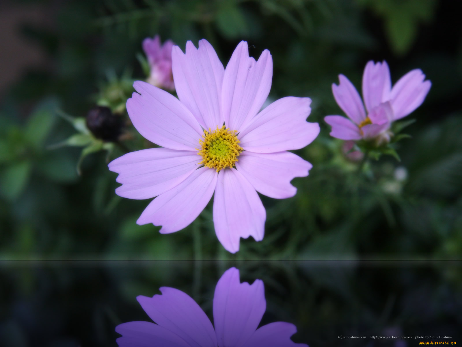 цветы, космея