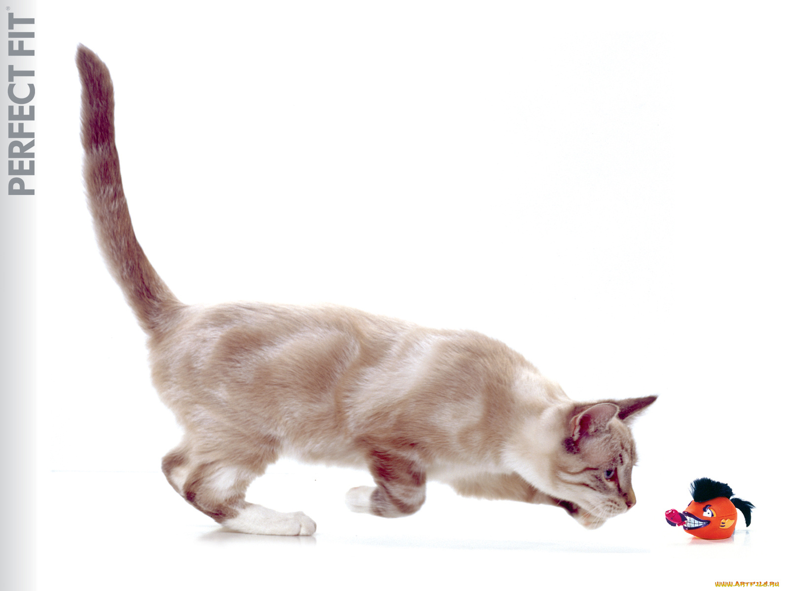 животные, коты