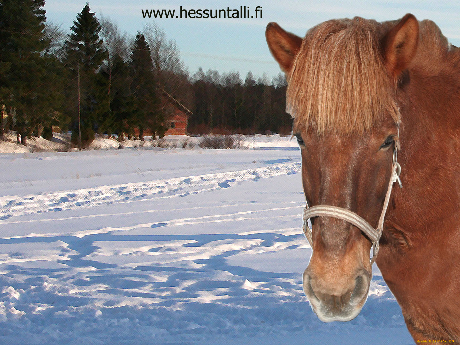 животные, лошади