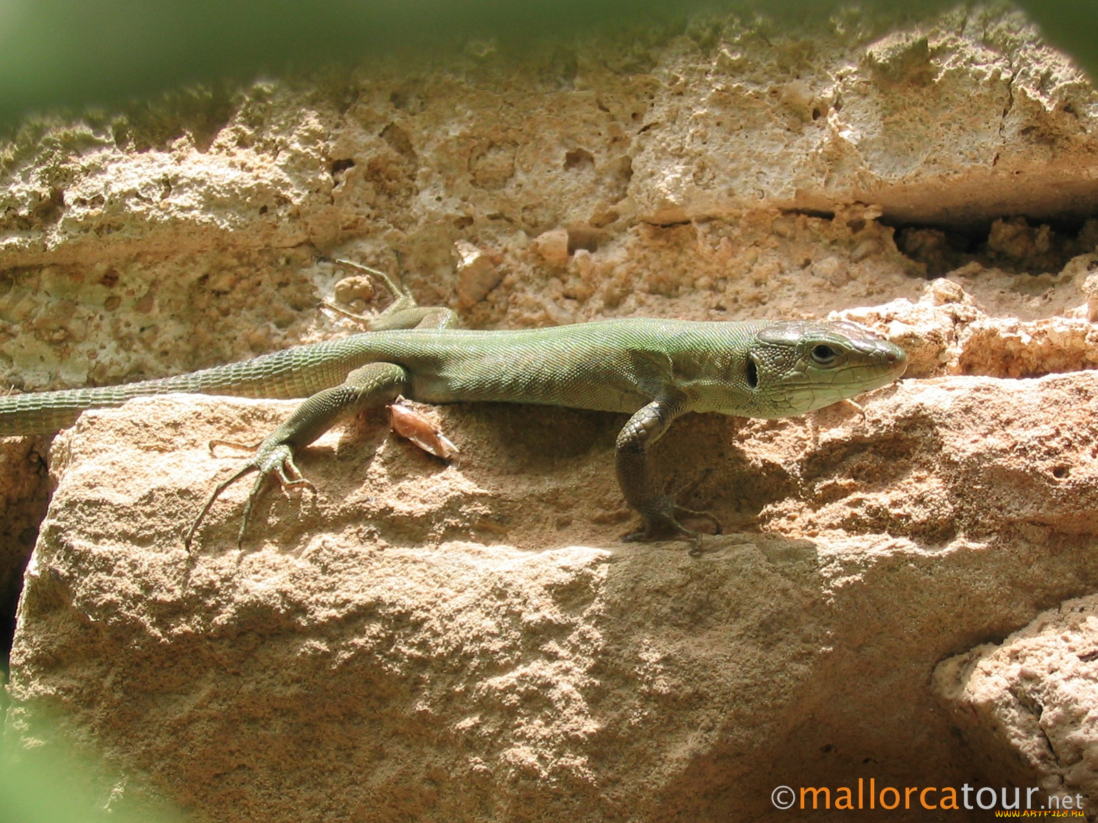 животные, Ящерицы, игуаны, вараны