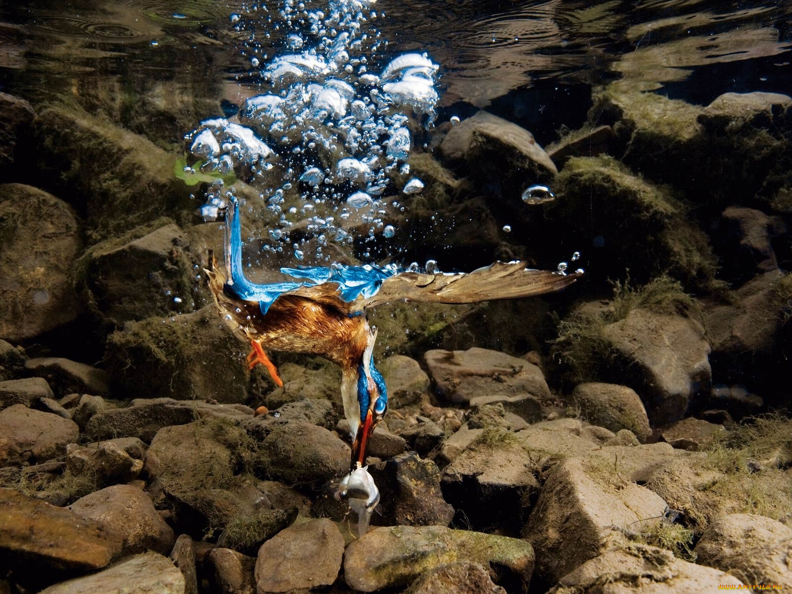 зимородок, животные, зимородки