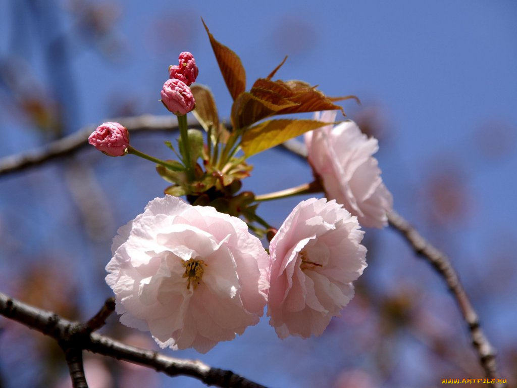 цветы, сакура, вишня