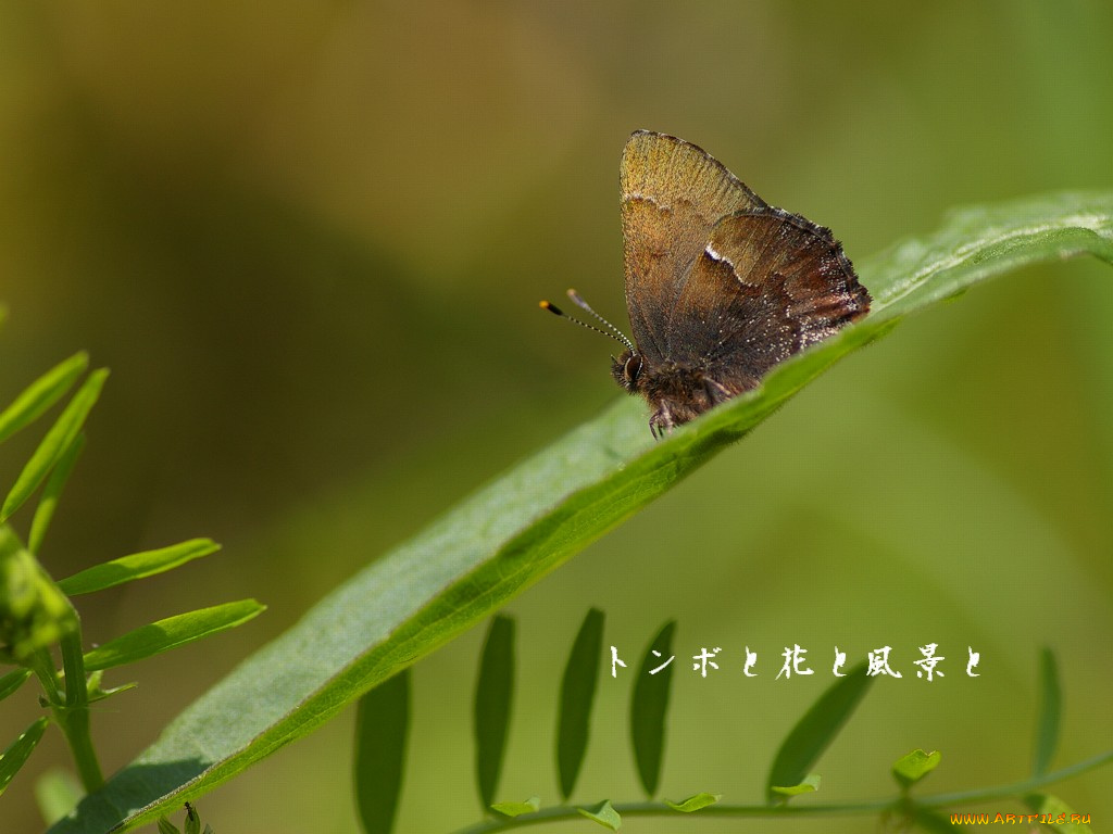 животные, бабочки