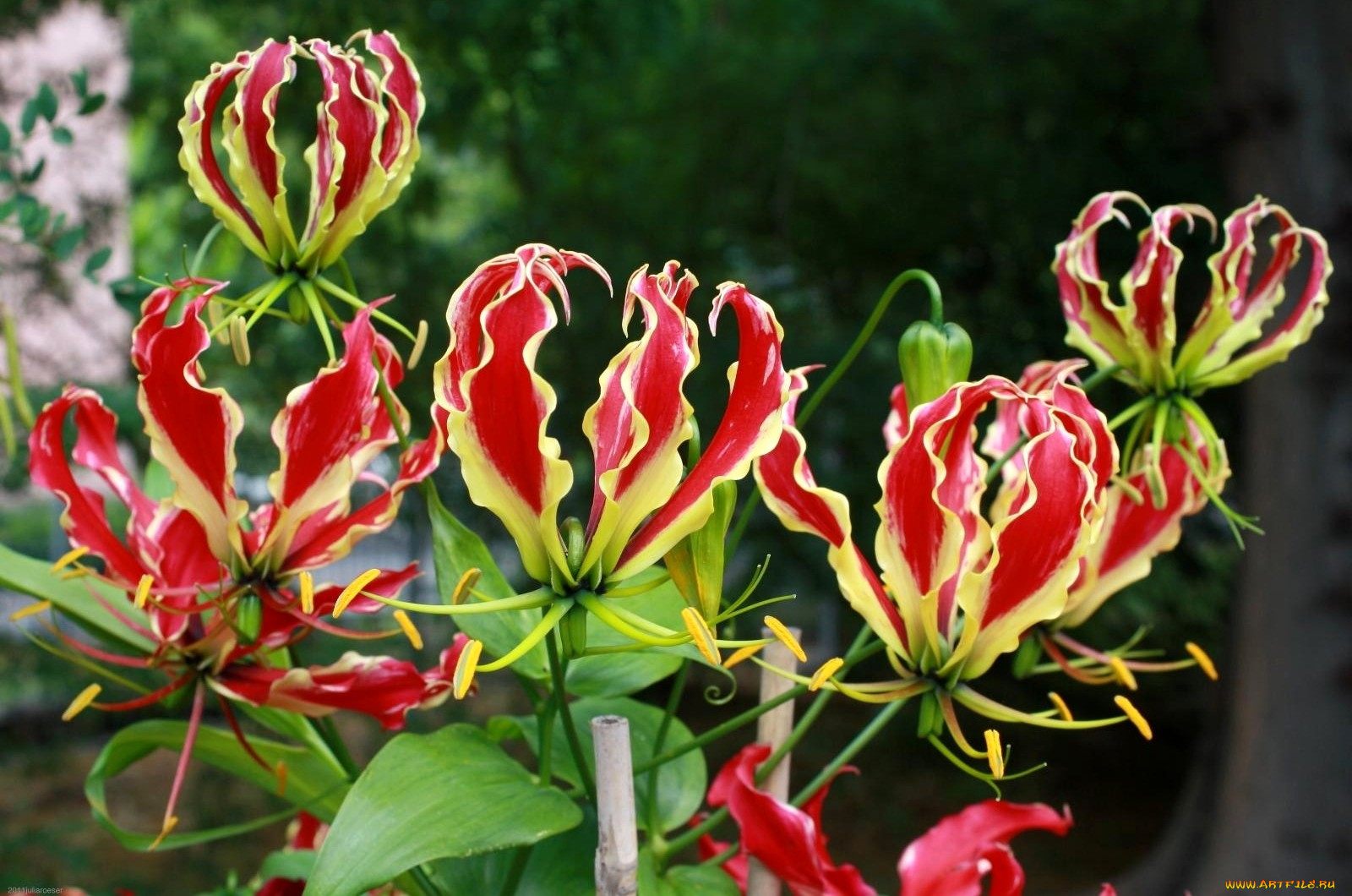 цветы, глориоза, красный, яркий