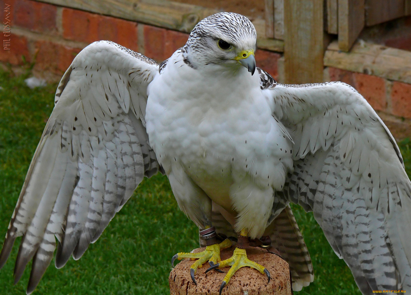 животные, птицы, хищники, взгляд