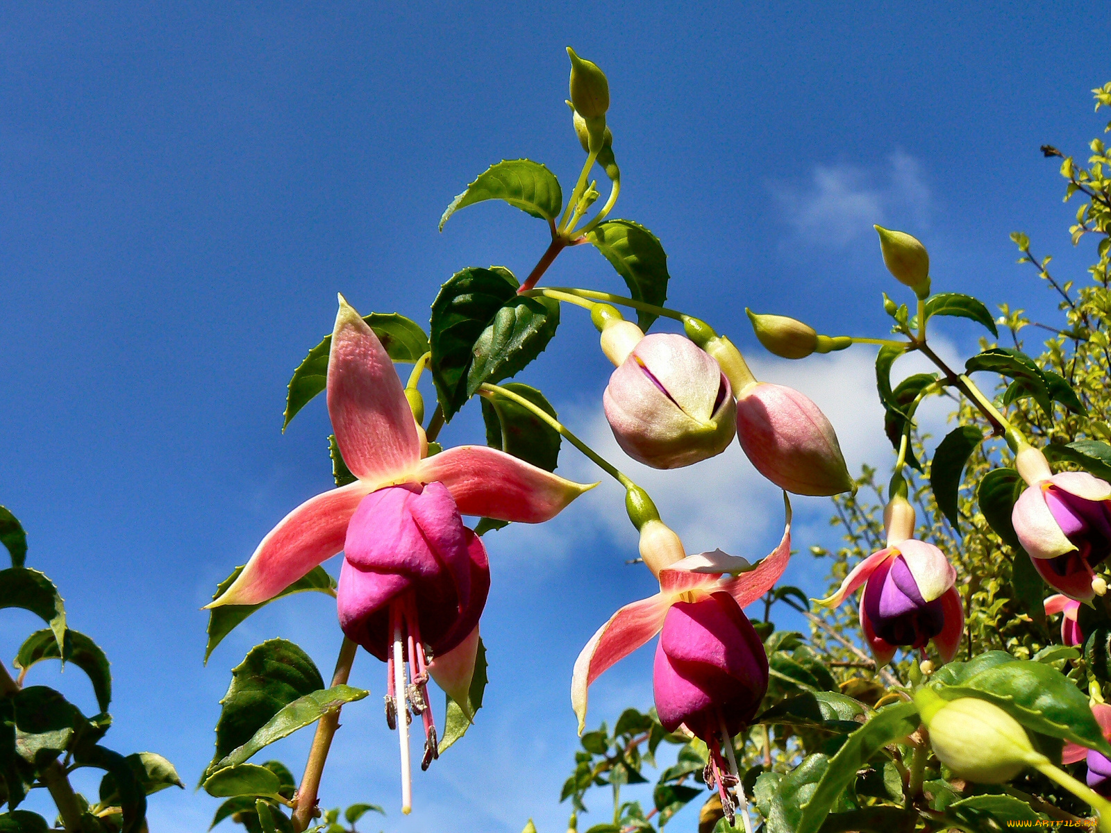 цветы, фуксия, небо