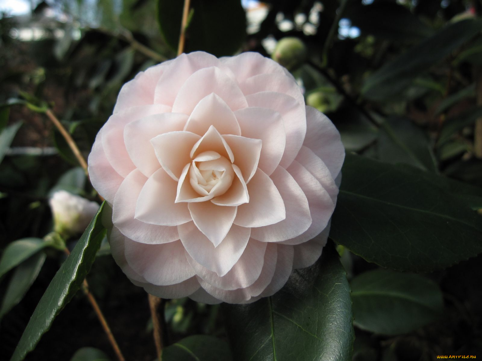 цветы, камелии, бледно-розовый, нежность