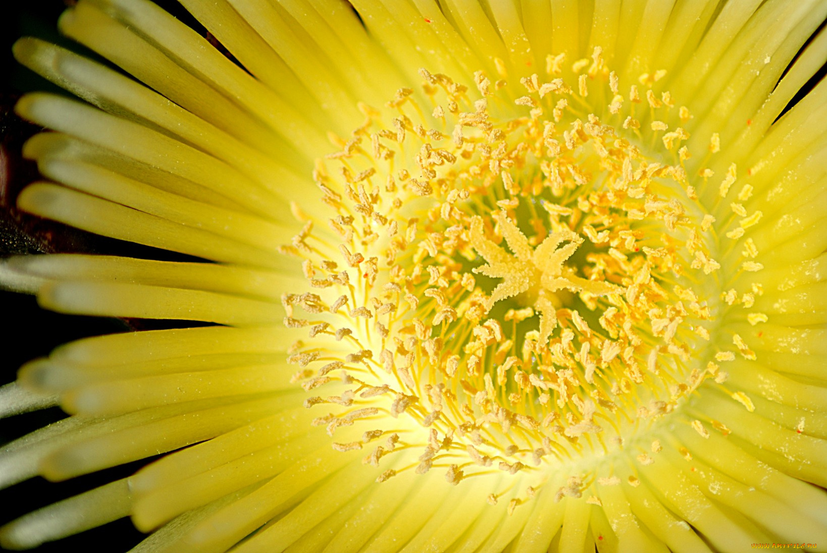 цветы, аизовые, лепестки