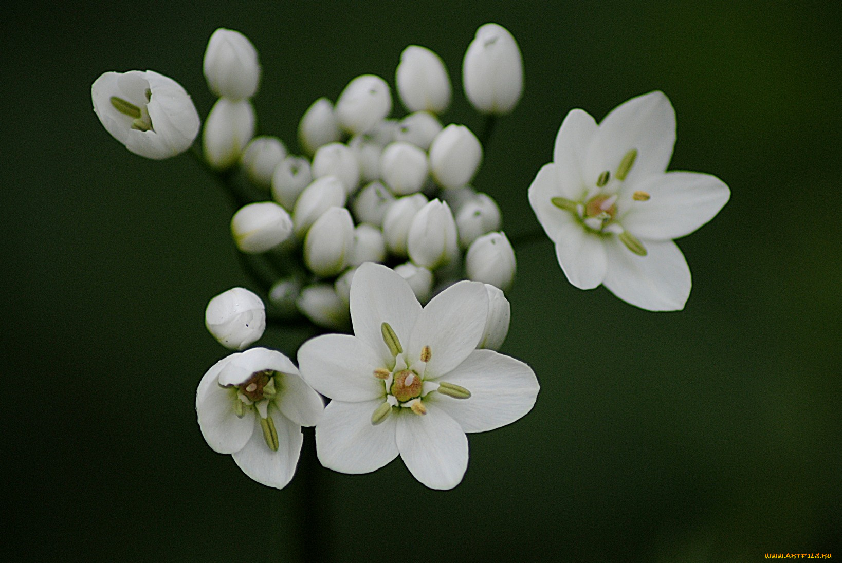цветы, белый