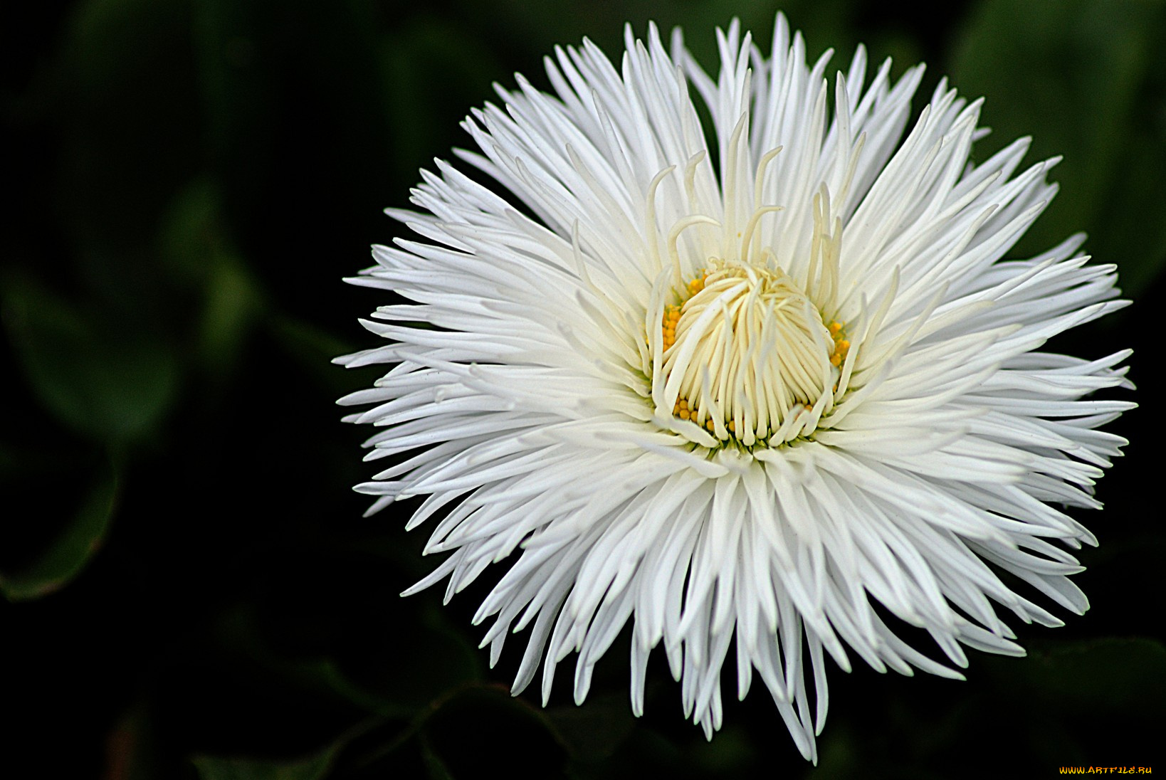 цветы, маргаритки, белый